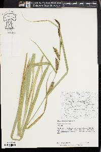 Carex hyalinolepis image