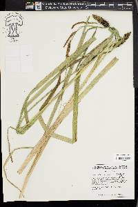 Carex hyalinolepis image