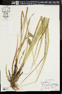 Carex hyalinolepis image