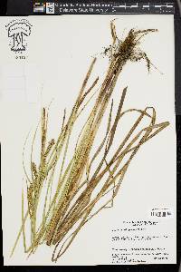 Carex hyalinolepis image