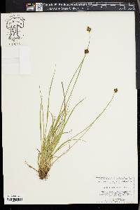 Carex illota image