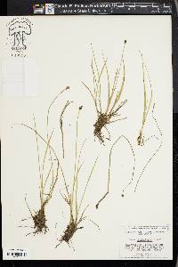 Carex illota image