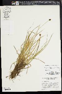 Carex illota image