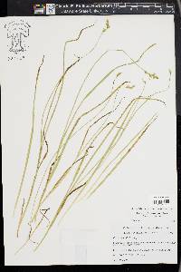 Carex infirminervia image