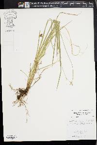 Carex infirminervia image