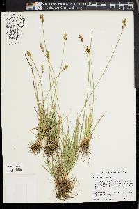 Carex integra image