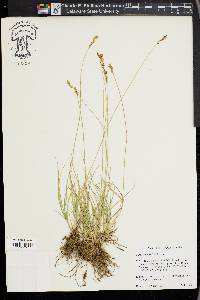 Carex integra image