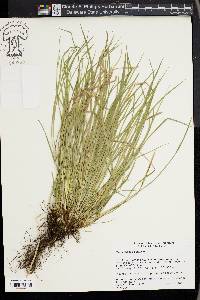 Carex jamesii image