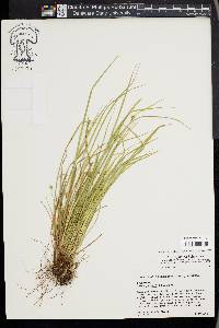 Carex jamesii image