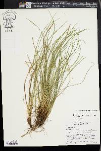 Carex jamesii image