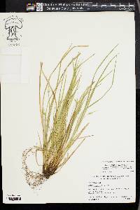 Carex jamesii image