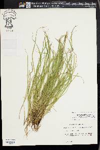 Carex jamesii image