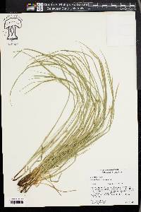 Carex jamesii image