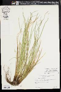 Carex jamesii image