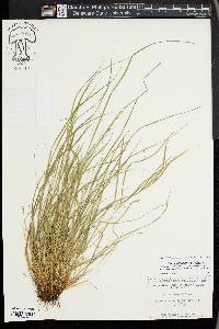 Carex jamesii image