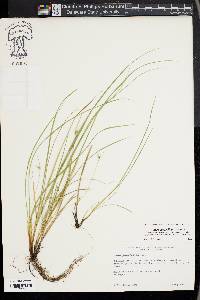 Carex jamesii image