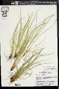 Carex jamesii image