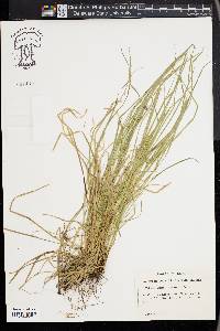 Carex jamesii image