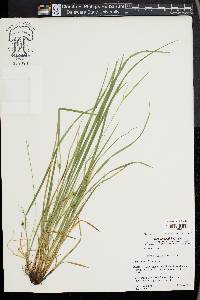 Carex jamesii image