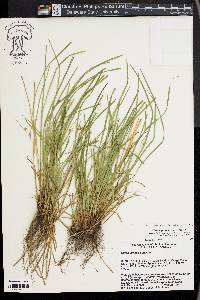 Carex jamesii image