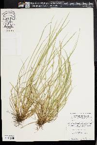 Carex jamesii image