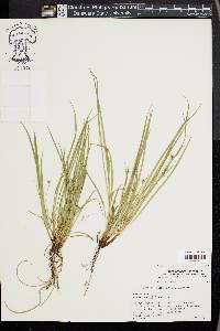 Carex jamesii image