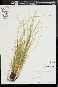 Carex jamesii image