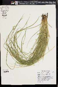 Carex jamesii image