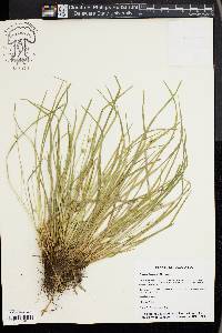 Carex jamesii image