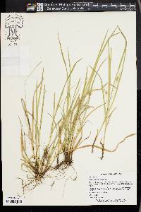 Carex jamesii image