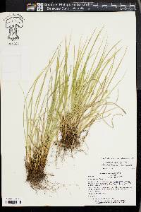 Carex jamesii image