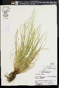 Carex jamesii image