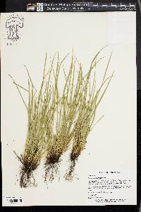 Carex jamesii image