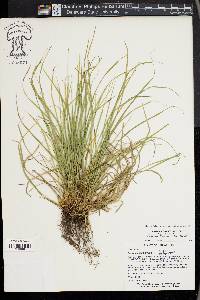 Carex jamesii image