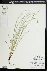 Carex jamesii image