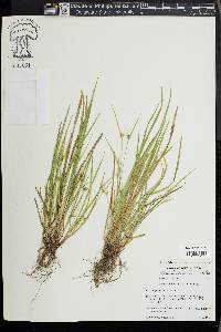 Carex jamesii image