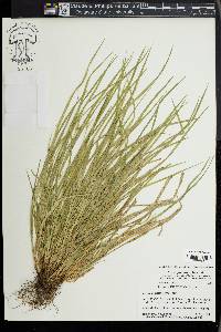 Carex jamesii image