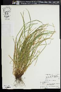 Carex jamesii image