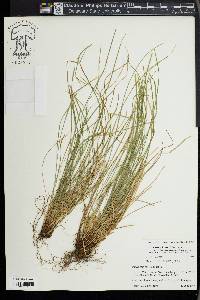Carex jamesii image