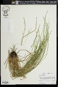 Carex jamesii image