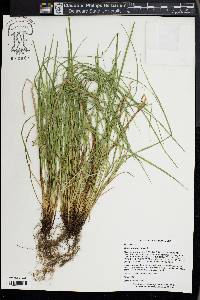 Carex jamesii image