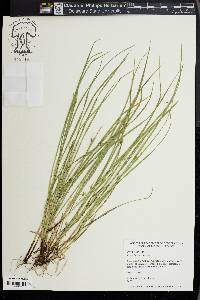 Carex jamesii image