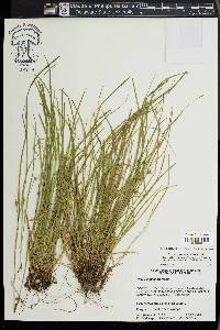 Carex jamesii image