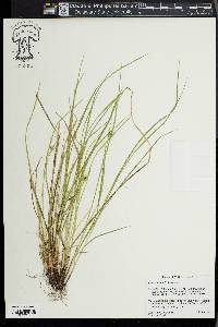 Carex jamesii image