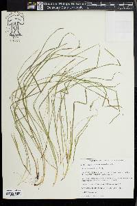 Carex jamesii image