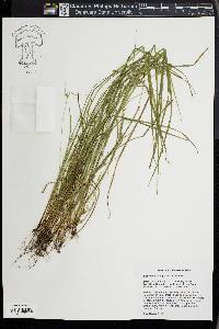 Carex jamesii image