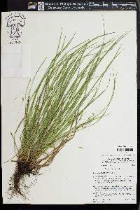 Carex jamesii image