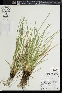 Carex jamesii image