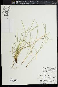 Carex jamesii image