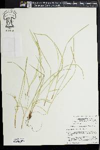 Carex jamesii image